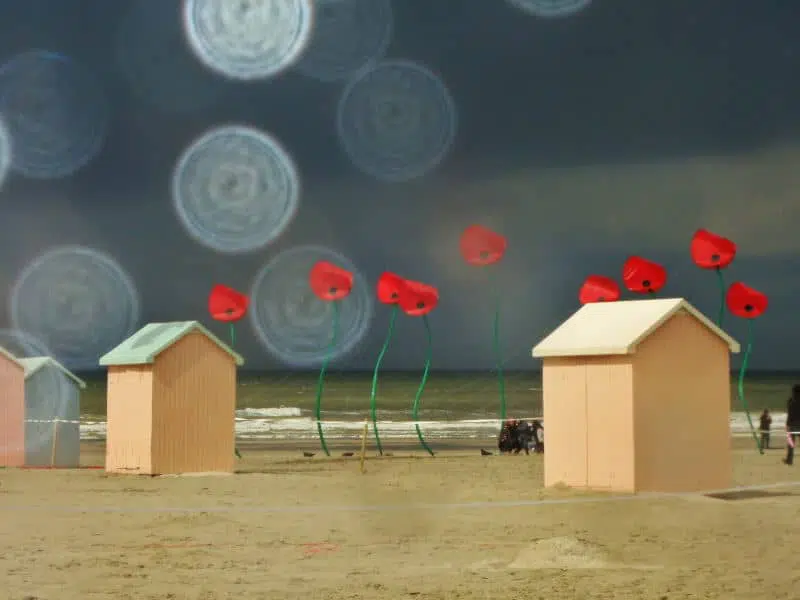 Coquelicots aux RICV de Berck sur Mer 2012